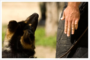 Basic Commands In Dog Training